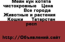 Мейн-кун котята чистокровные › Цена ­ 25 000 - Все города Животные и растения » Кошки   . Татарстан респ.